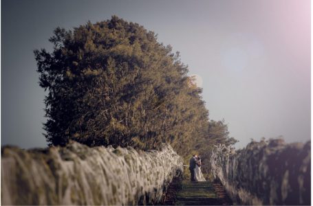 Soljan's Estate winery Auckland wedding photo in the vines